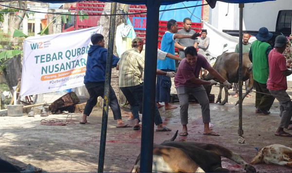 Wahdah Islamiyah Pinrang Mempersembahkan Kurban Idul Adha 1444H dengan Total 34 Sapi dan 8 Kambing